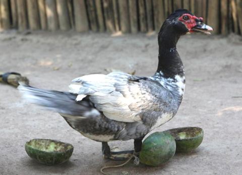 Pato criollo de Jasiaquiri, Llanos de Mojos (Foto: Heiko Prümers)