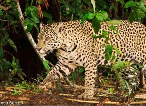 Jaguar de la Amazonia (Foto: laregion.bo)