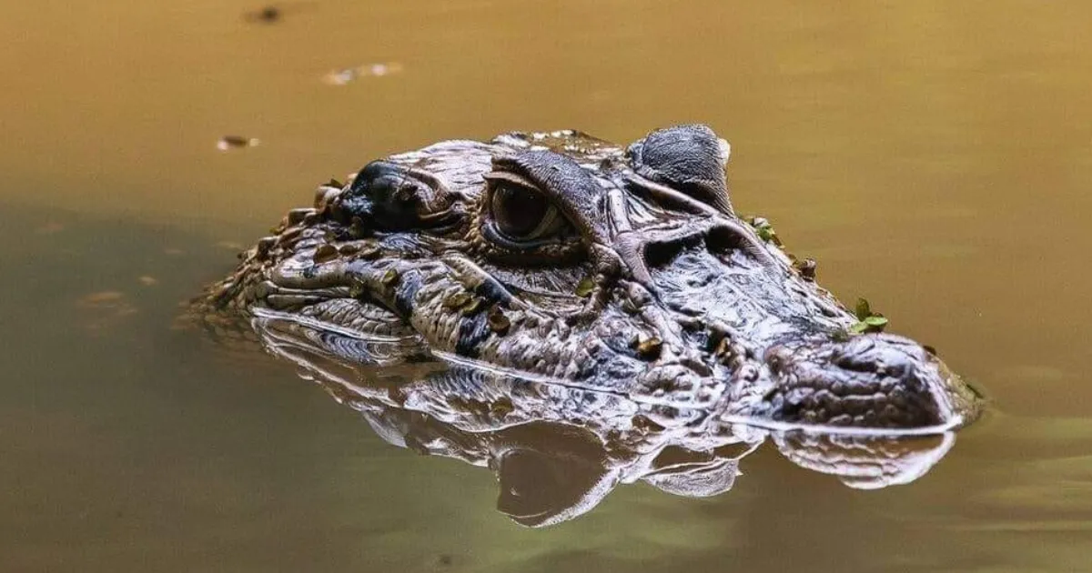 Fauna en el Parque Madidi (Foto: Mauricio Pacheco)