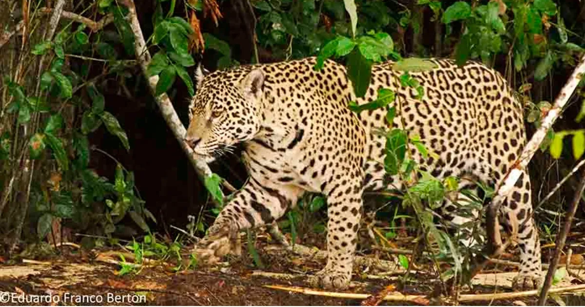 Jaguar de la Amazonia (Foto: laregion.bo)
